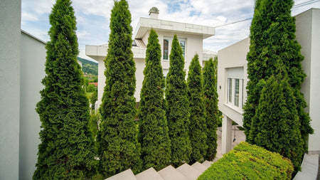 How to Block Your Neighbor's View