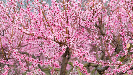 Woodie’s Picks: Flowering Fruit Trees To Plant In Early Spring