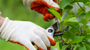 How to Trim Landscaping Trees