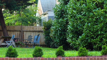 Woodie’s Picks: Evergreen Shrubs For Compact Hedging & Borders