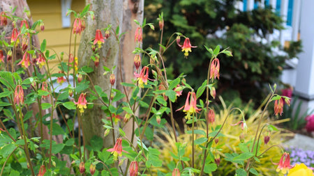 Creating A Native Wildflower Garden
