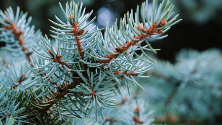Blue-Toned Evergreens to Balance Your Landscape