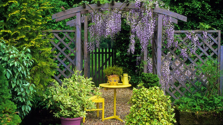 Four Climbing Plants To Create a Fairytale Garden