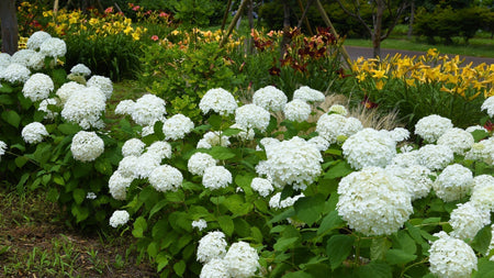 Woodie’s Picks: Native Favorites For Late Spring and Early Summer Gardens