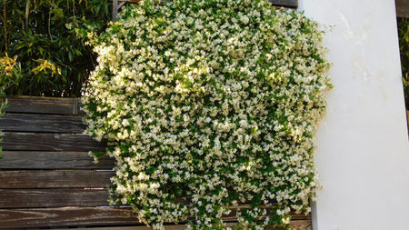 Woodie’s Picks: Unique & Fragrant Blooms For Late Spring