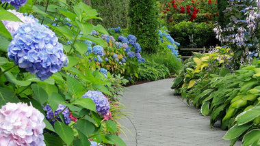 The Ultimate Guide to a Lush Summer Shade Garden