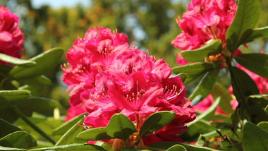 Woodie’s Picks: Lesser-Known Flowering Shrubs To Add Interest In The Early Summer Landscape