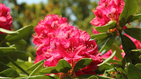 Woodie’s Picks: Lesser-Known Flowering Shrubs To Add Interest In The Early Summer Landscape