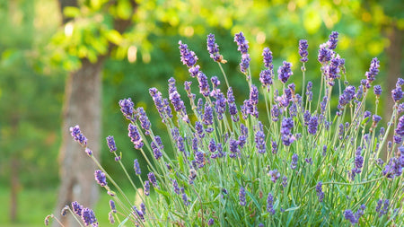 6 Lavender Varieties to Elevate Your Garden & Senses