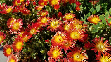 Woodie’s Picks: Full Sun Plants For A Showstopping Summer