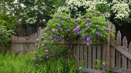 The Vining Fairytale Bloomer For Your Landscape: American Wisteria
