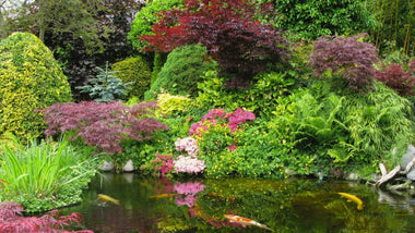 Woodie’s Picks: Japanese Maples To Complete Your Landscape