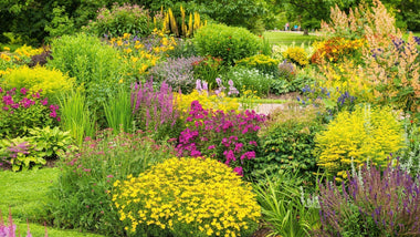 Creating a Full Sun Garden For Your Summer Landscape
