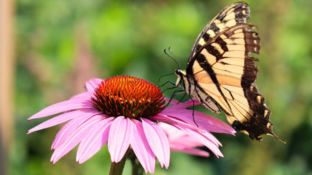 Woodie’s Picks: Summer Perennials To Bring Bold Color & Blooms To Your Landscape