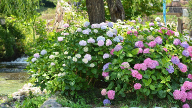 Woodie’s Picks: Four Hydrangeas That Wow In The Early Summer Landscape