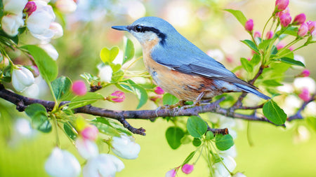 A Guide To Designing The Perfect Bird Garden