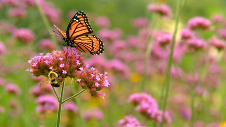 Woodie’s Picks: Summer Blooms To Support Pollinators