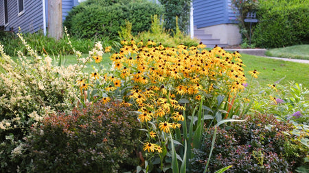 Woodie’s Picks: Drought-Tolerant Plants To Survive The Heat