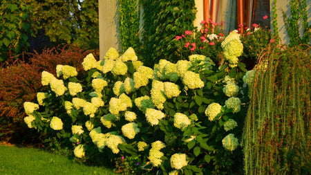Exploring the Beauty of Hydrangea Paniculata Varieties: Pruning and Fertilizing Guide