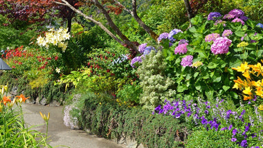 Woodie’s Picks: Plants For Unmatched Summer Color in The Garden