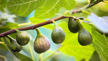 Woodie’s Picks: Iconic Late Summer Fruit & Nut Trees For an Abundant Fall Harvest
