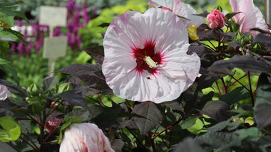 Water-Wise Landscaping For The Rainy Summer Months