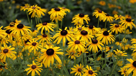 Explore a Late Summer Blooming Perennial Favorite: Rudbeckia