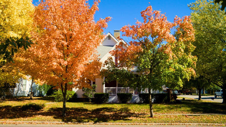 Woodie’s Picks: Statement Shade Trees To Plant Now For Sensational Fall Foliage