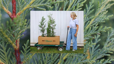 Money-Saving Hacks For a Lush and Vibrant Landscape