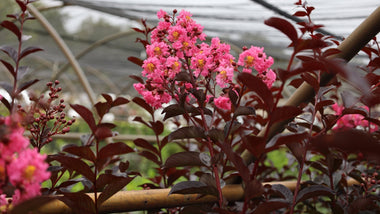 Woodie’s Picks: Plants For A Bold Visual Contrast In The Landscape