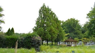 A Statement Evergreen To Make a Gorgeous Splash In Your Landscape: Japanese Cedar