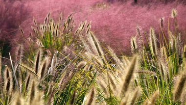 Woodie's Picks: Ornamental Grasses To Transform Your Fall Landscape