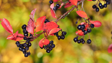 Fall’s Hidden Gems: The Beauty and Benefits of Berry Bushes