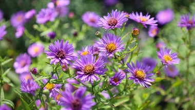 Woodie’s Picks: Plants Budding and Blooming Now For Long-Lasting and Fresh Fall Color