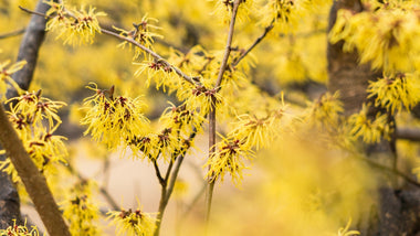 Woodie’s Picks: Golden Yellow Staples for the Late-Season Landscape