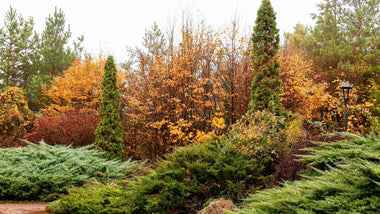 Woodie’s Picks: Evergreen Essentials To Keep Your Yard Green and Lively Amidst The Season Change