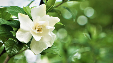 Woodie’s Picks: A Plant Family That Exudes Elegance, Class, and Fragrance–Gardenias