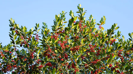 Woodie's Picks: Hollies To Bring The Jolliest Ambiance