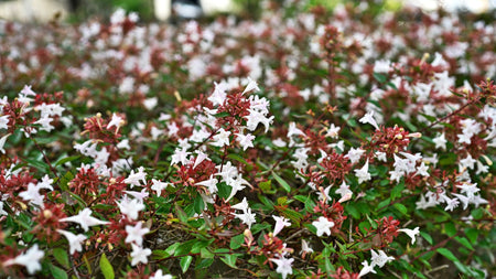 How To Care For Abelia Shrubs