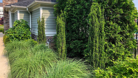 Woodie's Picks: Evergreen Year-Round Interest Plants