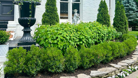 Exploring the Diversity of Holly Plants for Your Landscape