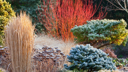 Ways to Create a Beautiful Winter Landscape