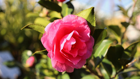 Winter Interest Shrubs That Brighten Your Landscape