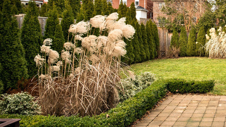 What Is The Difference Between Deciduous and Evergreen?