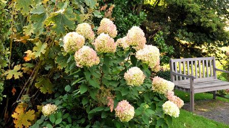 5 Plants that Create Year-Round Interest