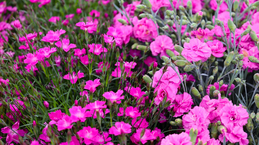 growing dianthus in the garden