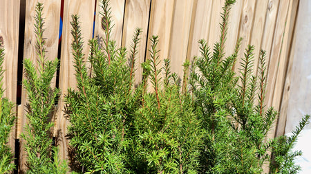 Hicks Yew: The Instant Hedge