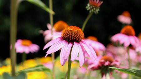 6 Best Late-Summer Blooming Perennials