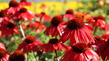 8 Heat-Tolerant Perennials For Your Summer Garden