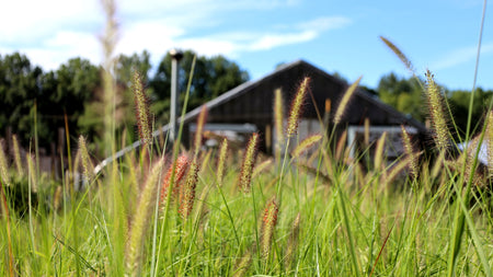 Best Ways To Use Ornamental Grasses